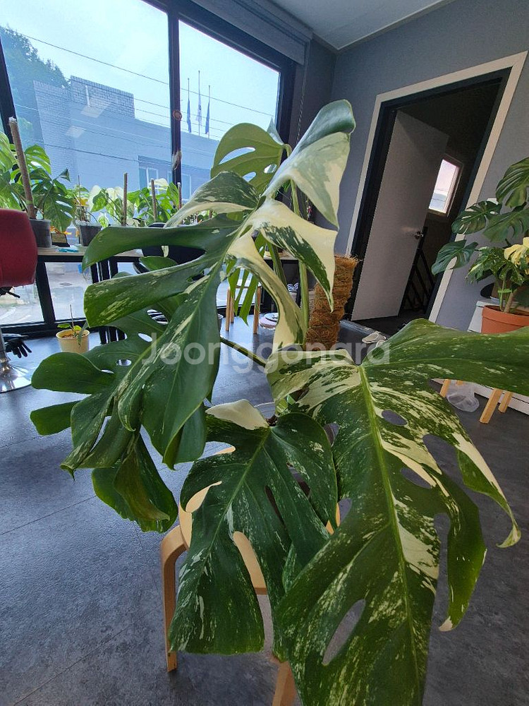 몬스테라알보 6잎 중품 산반무늬 대구북구--4