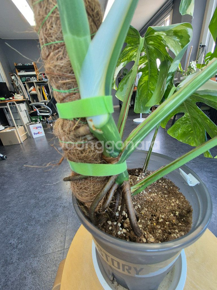 몬스테라알보 6잎 중품 산반무늬 대구북구--5