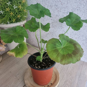 제라늄 라라딜라이트