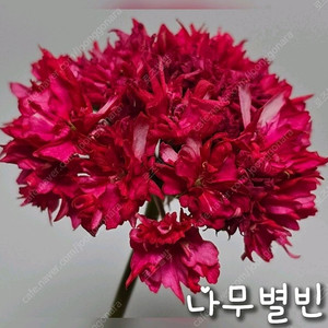 나무별빈 제라늄