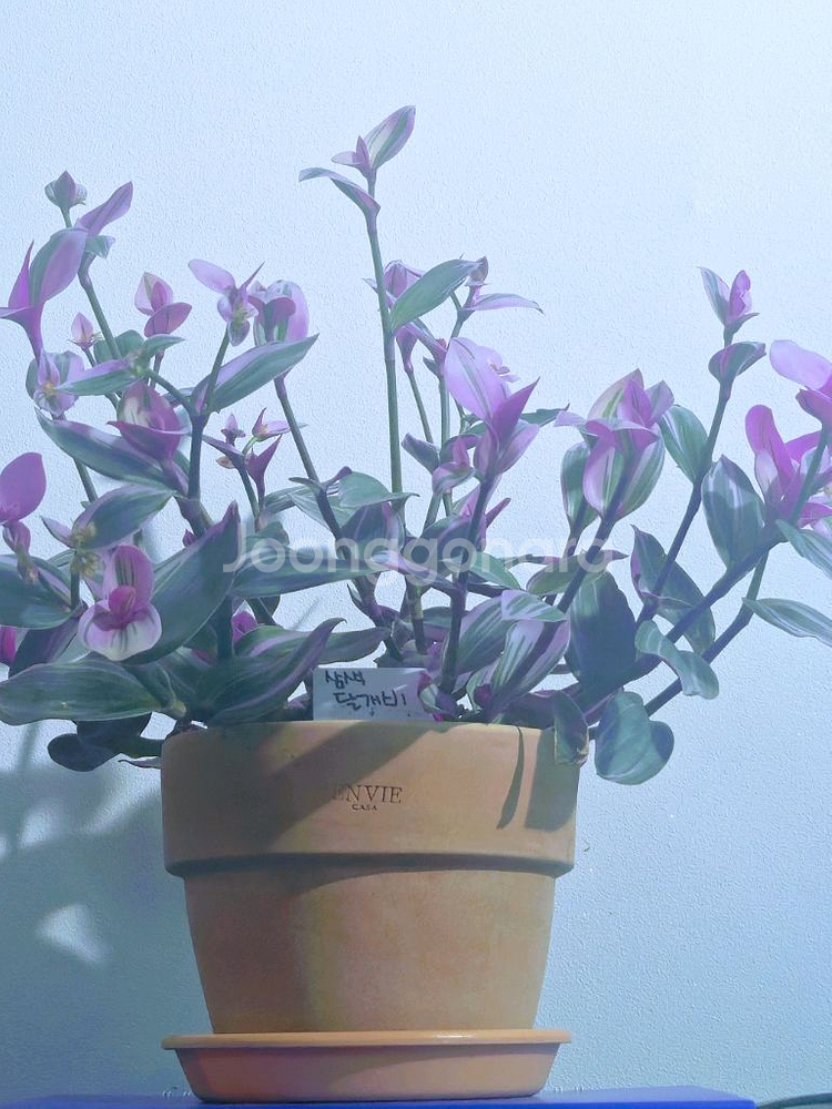 ( 대품 ) 삼색달개비 식물, 꽃, 원예, 화초--2