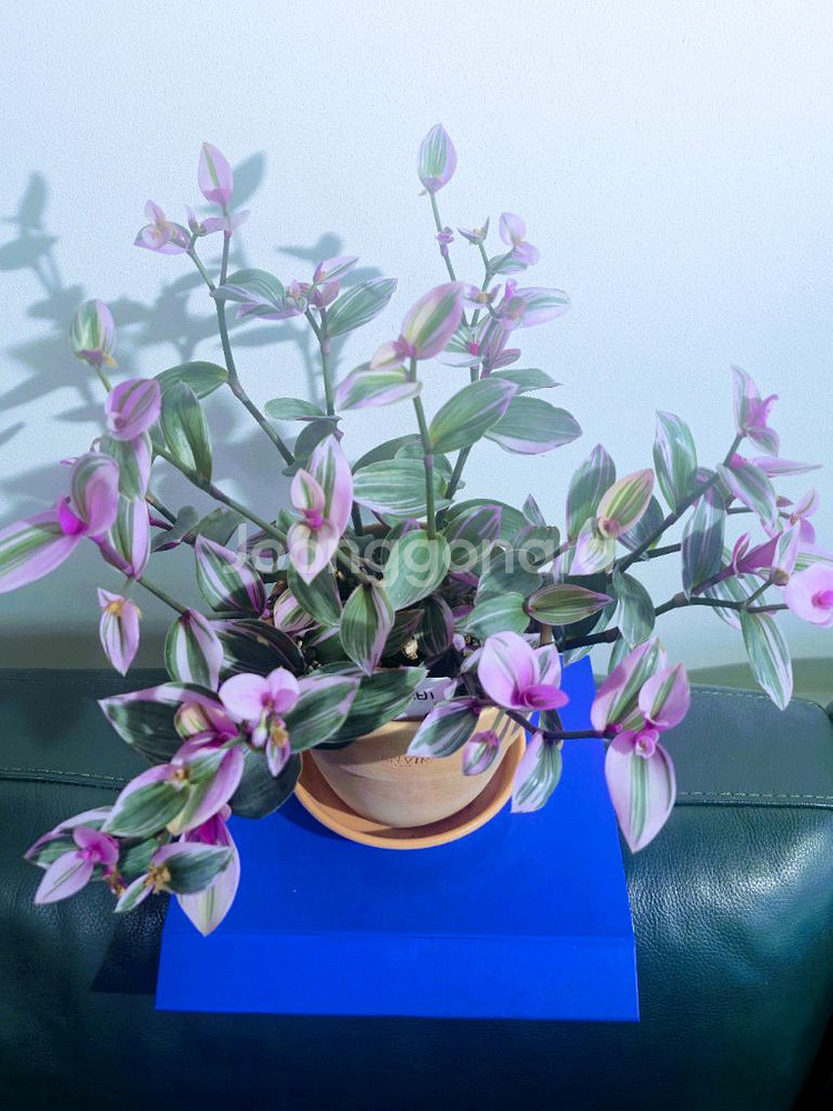 ( 대품 ) 삼색달개비 식물, 꽃, 원예, 화초--1