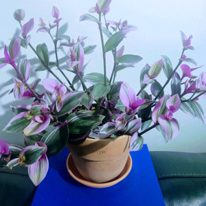 ( 대품 ) 삼색달개비 식물, 꽃, 원예, 화초