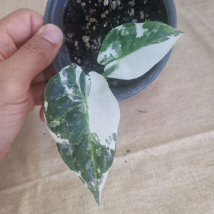 식물방 정리(알로카시아, 몬스테라, 안스리움, 필로)