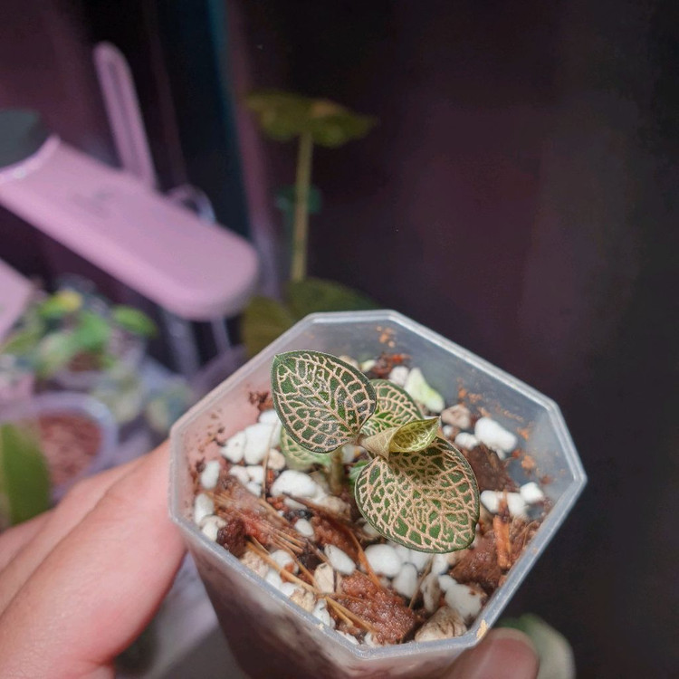 보석란 록스버기 골드바 2만원--1