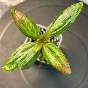 희귀식물, Melastoma malabathricum