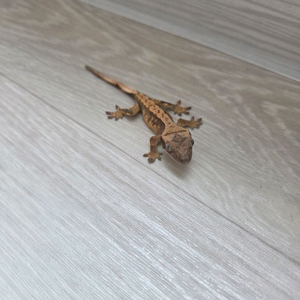 크레스티드 게코 노멀