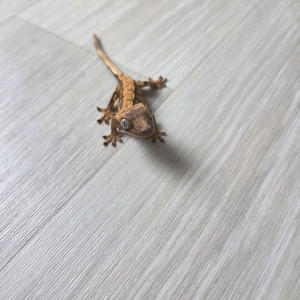 크레스티드 게코