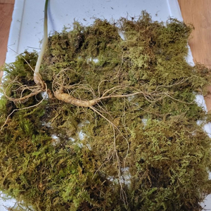 자연산삼 15-20년 이미지