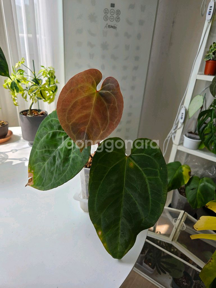 안스리움 파필 정글러--0