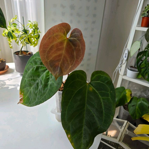 안스리움 파필 정글러
