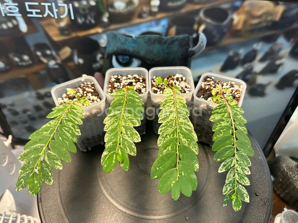 phyllanthus pulcher variegata--0