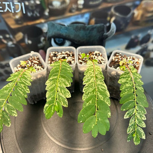 phyllanthus pulcher variegata