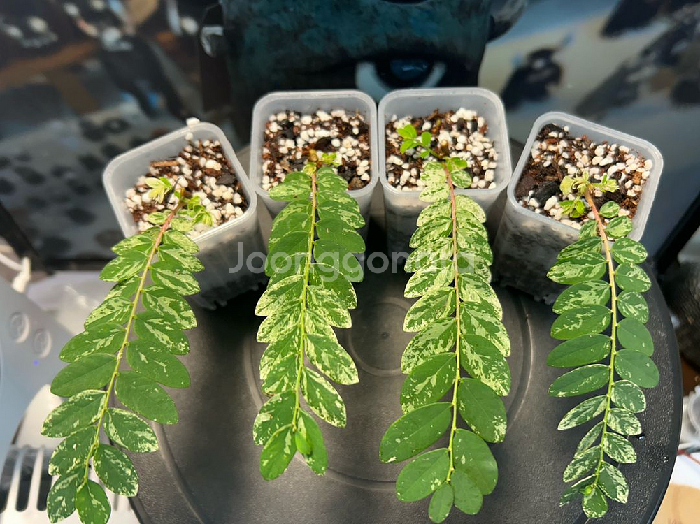 phyllanthus pulcher variegata--1