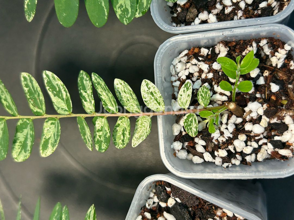phyllanthus pulcher variegata--3