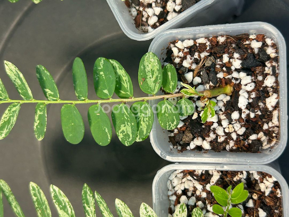 phyllanthus pulcher variegata--4