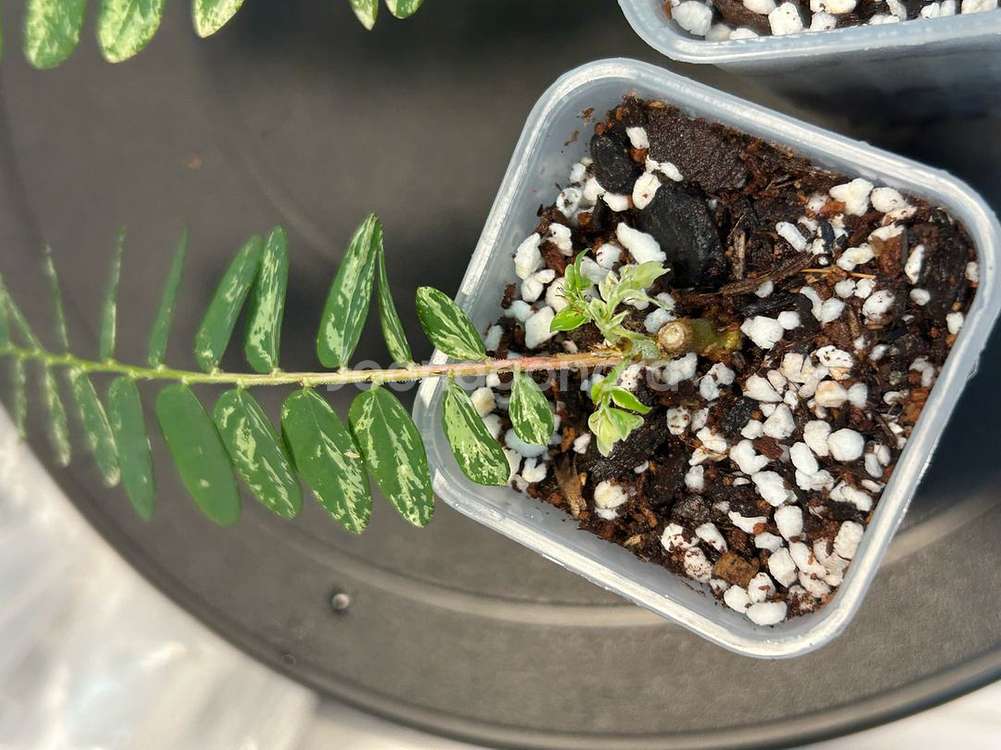 phyllanthus pulcher variegata--2
