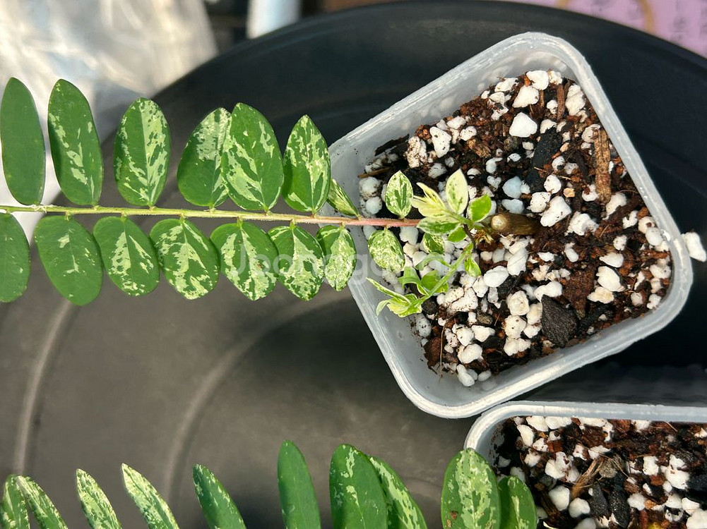 phyllanthus pulcher variegata--5