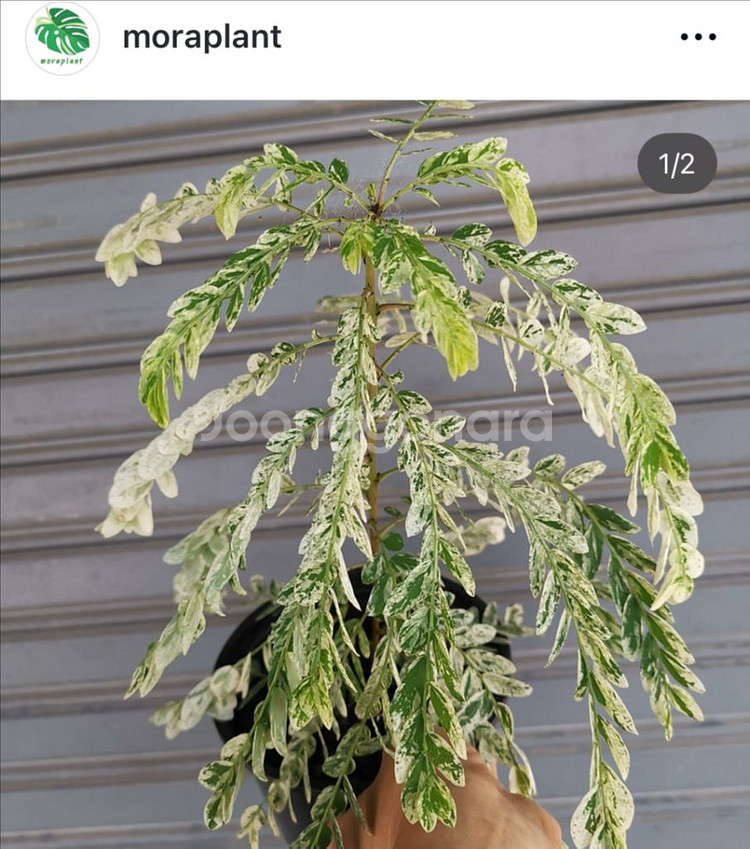 phyllanthus pulcher variegata--6