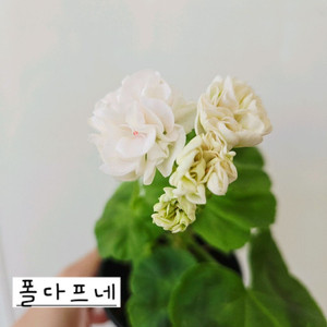 폴다프네 제라늄