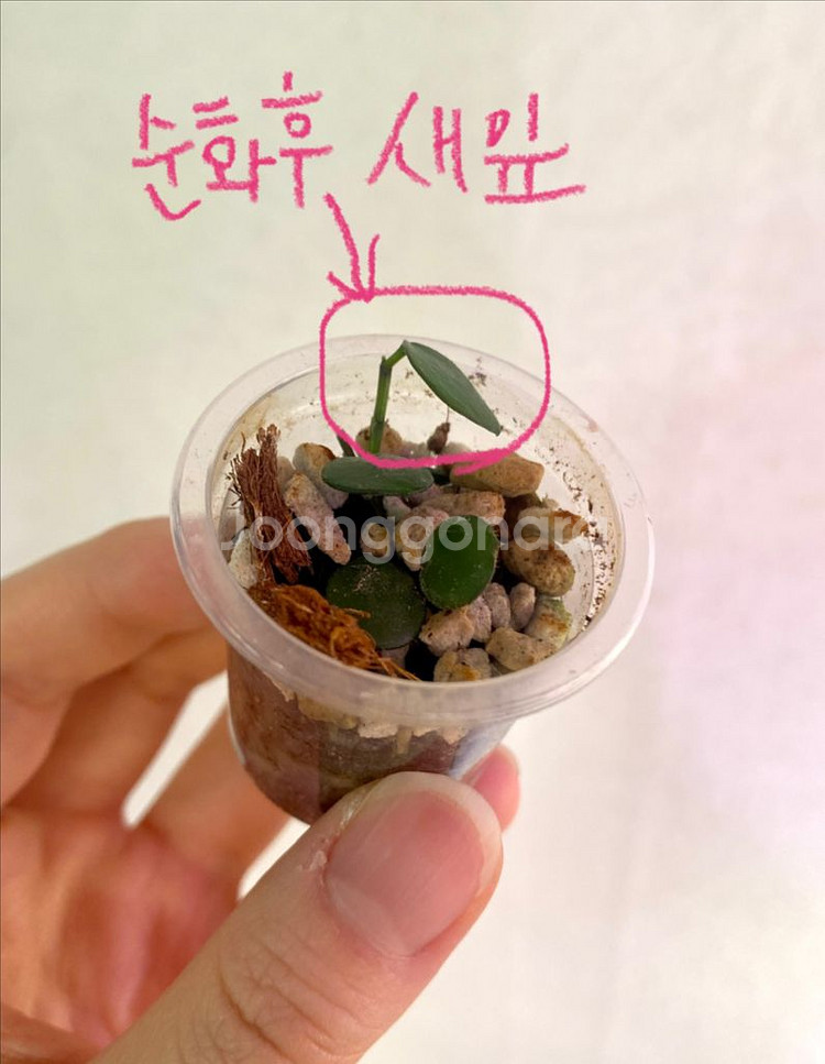 호야 펠타타 로따--2