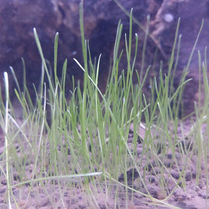 미니헤어그라스 수초!