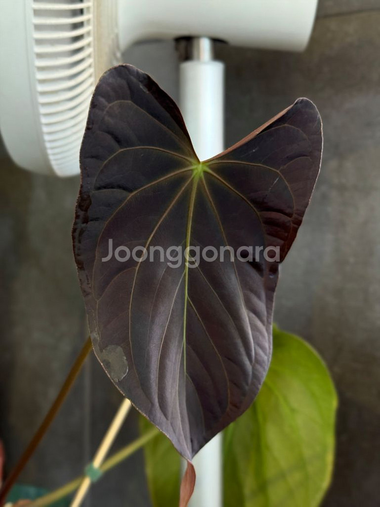 안스리움 파필리라미넘 다크폼 모주--0