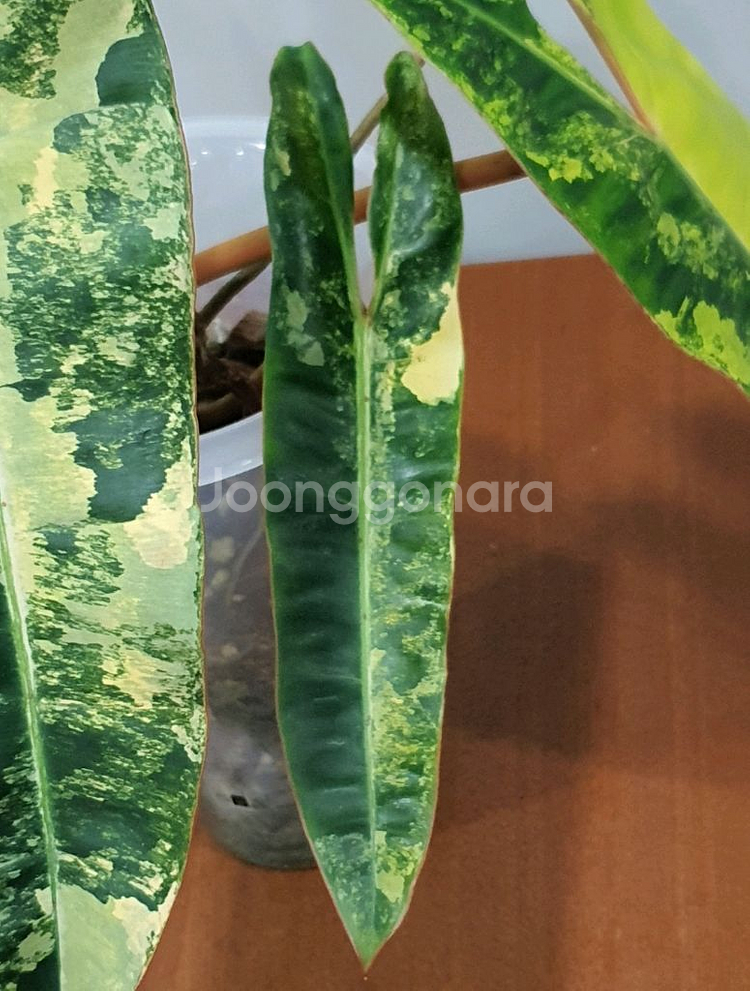 필로덴드론 빌리에티에 바리에가타--1