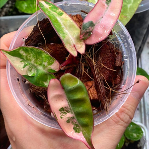 빌리에티에바리에가타