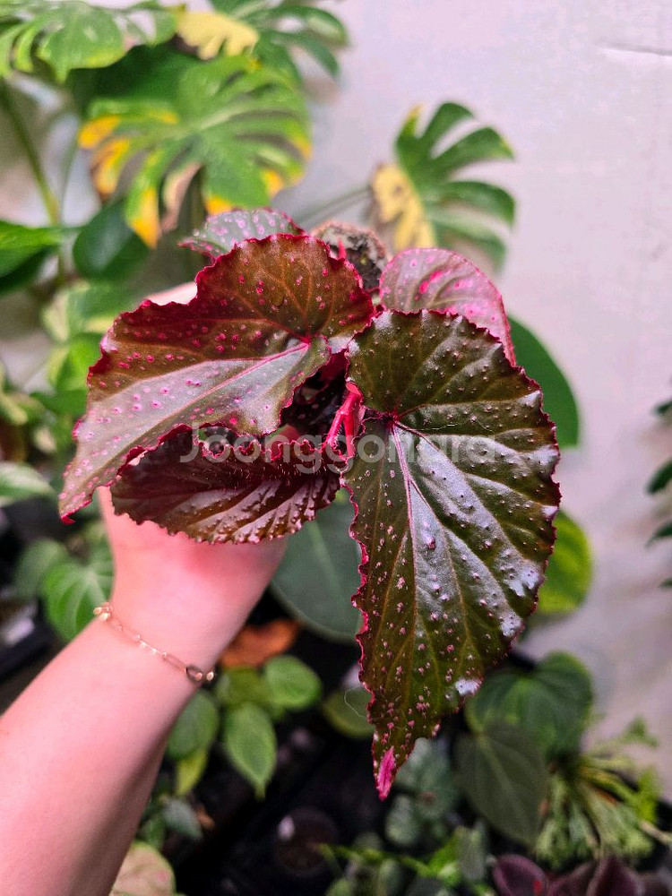 베고니아 아라비안선셋--0