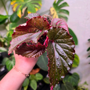 베고니아 아라비안선셋