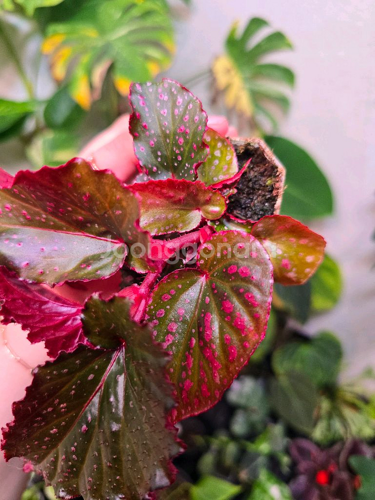 베고니아 아라비안선셋--1