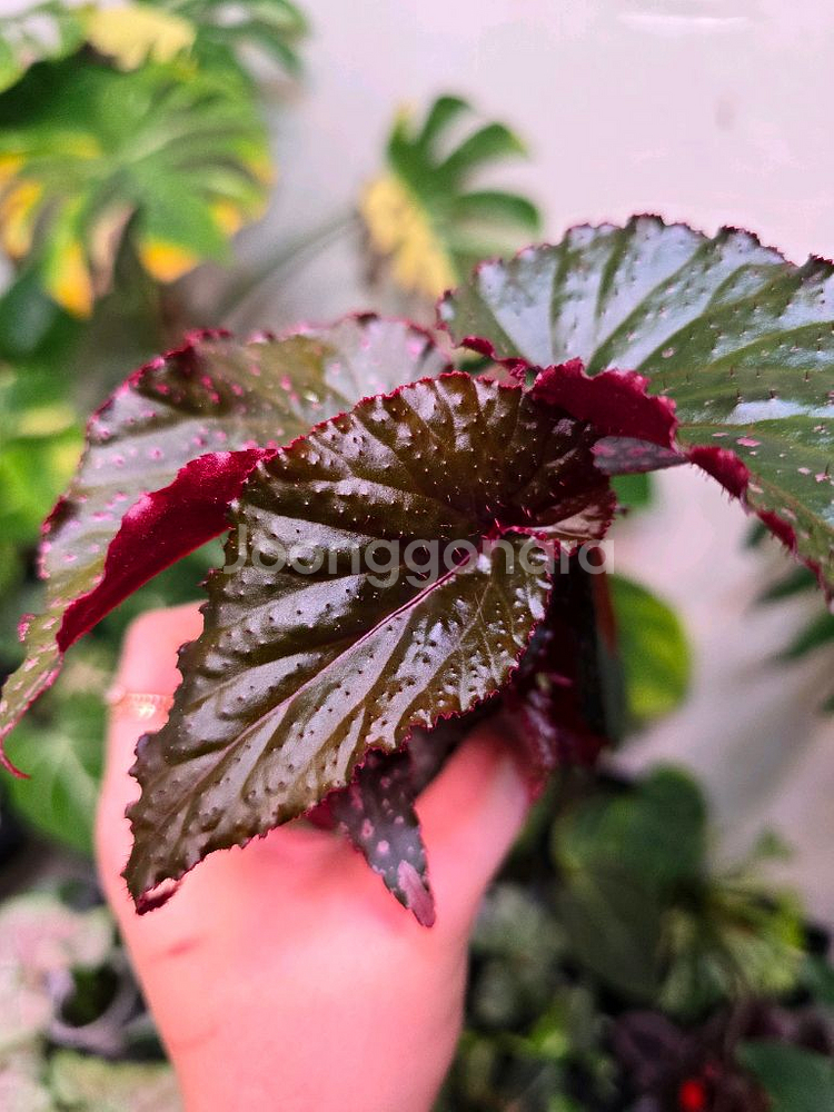 베고니아 아라비안선셋--2