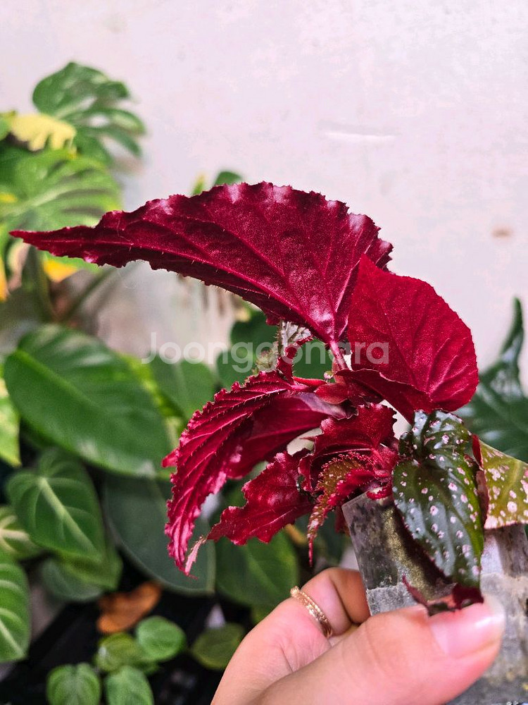 베고니아 아라비안선셋--3