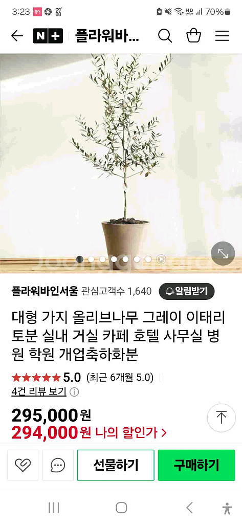 수형좋은 ( 대품 )분재형수형 올리브나무 원예, 식물--6