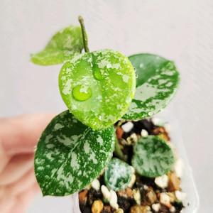 호야 마틸드 실버