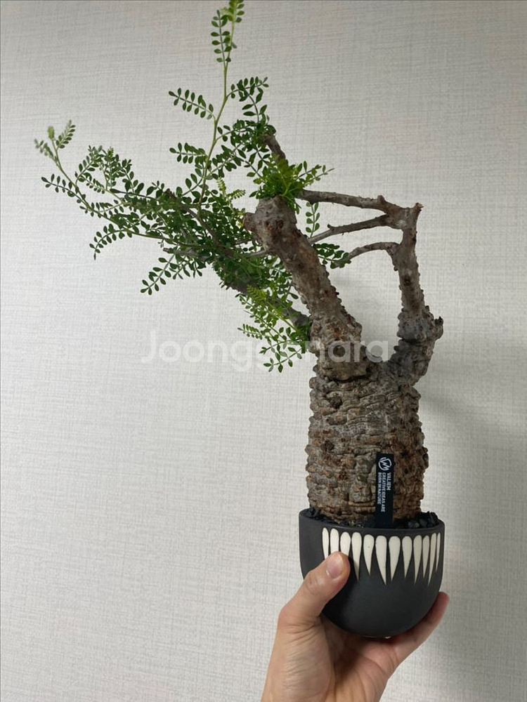 파키푸스 분양합니다--0