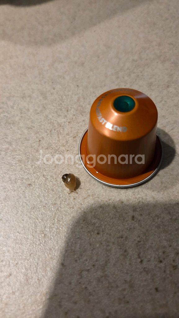 아프리카 왕달팽이 무료분양합니다.--2