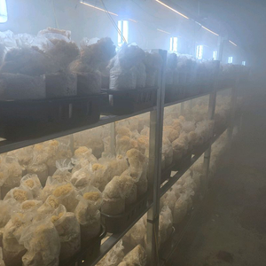 꽃송이버섯 팔아요 이미지