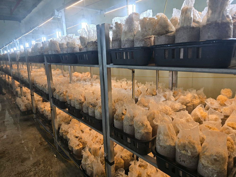 꽃송이버섯 팔아요 이미지