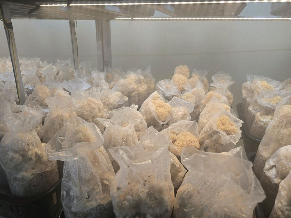 꽃송이버섯 팔아요 이미지