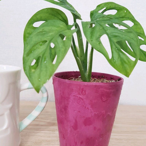 몬스테라 아단소니 라니아타