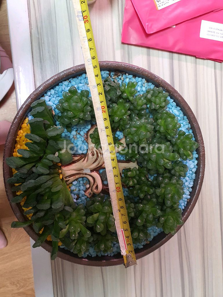하월시아 아트--0