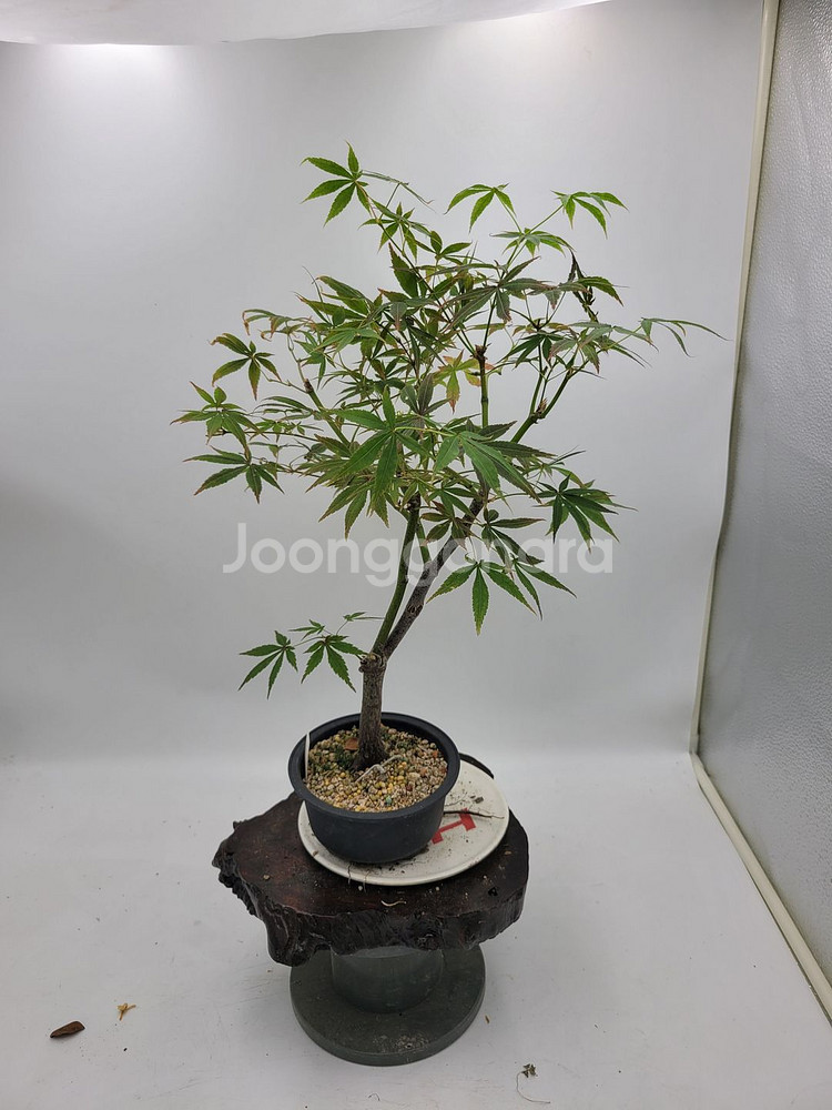 단풍나무 분재 정원수 인테리어식물 카페화분--4