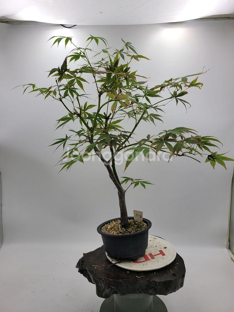 단풍나무 분재 정원수 인테리어식물 카페화분--2