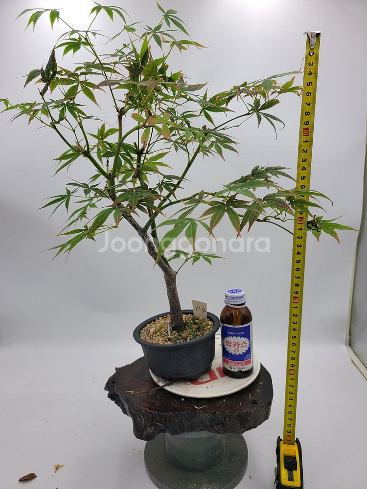 단풍나무 분재 정원수 인테리어식물 카페화분--3