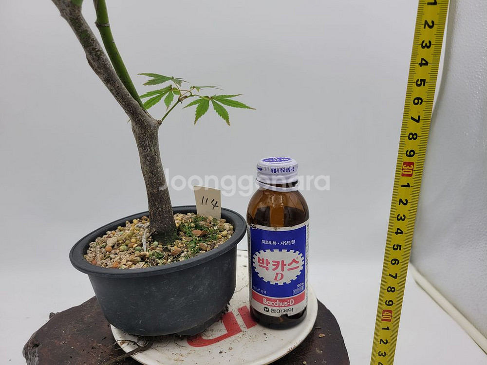 단풍나무 분재 정원수 인테리어식물 카페화분--5