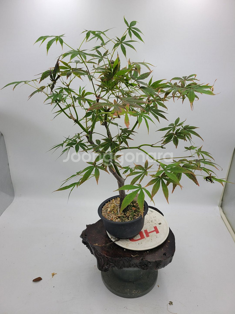 단풍나무 분재 정원수 인테리어식물 카페화분--1