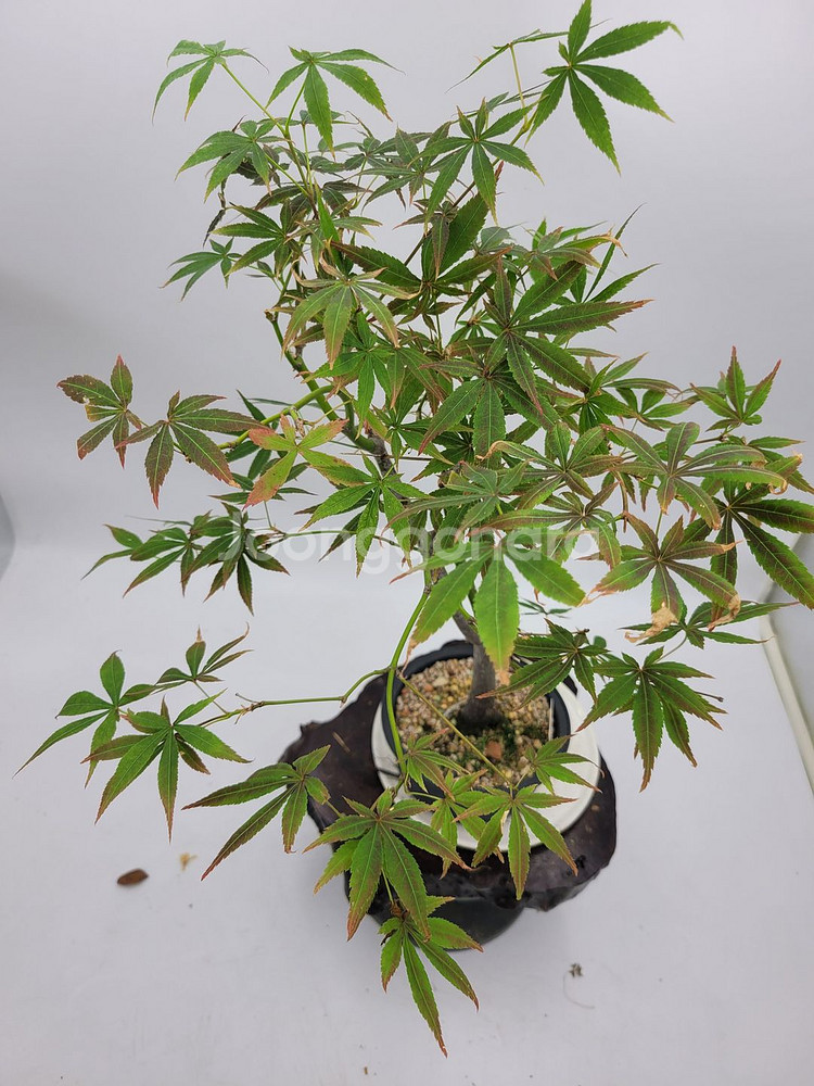 단풍나무 분재 정원수 인테리어식물 카페화분--0