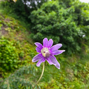 벌레잡이제비꽃 카를레아
